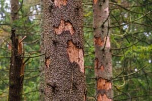 Common Signs of Insect Damage Every Montclair Property Owner Should Know