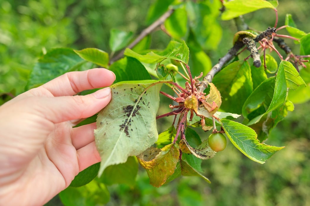 Tree Pests Affecting Montclair Landscapes