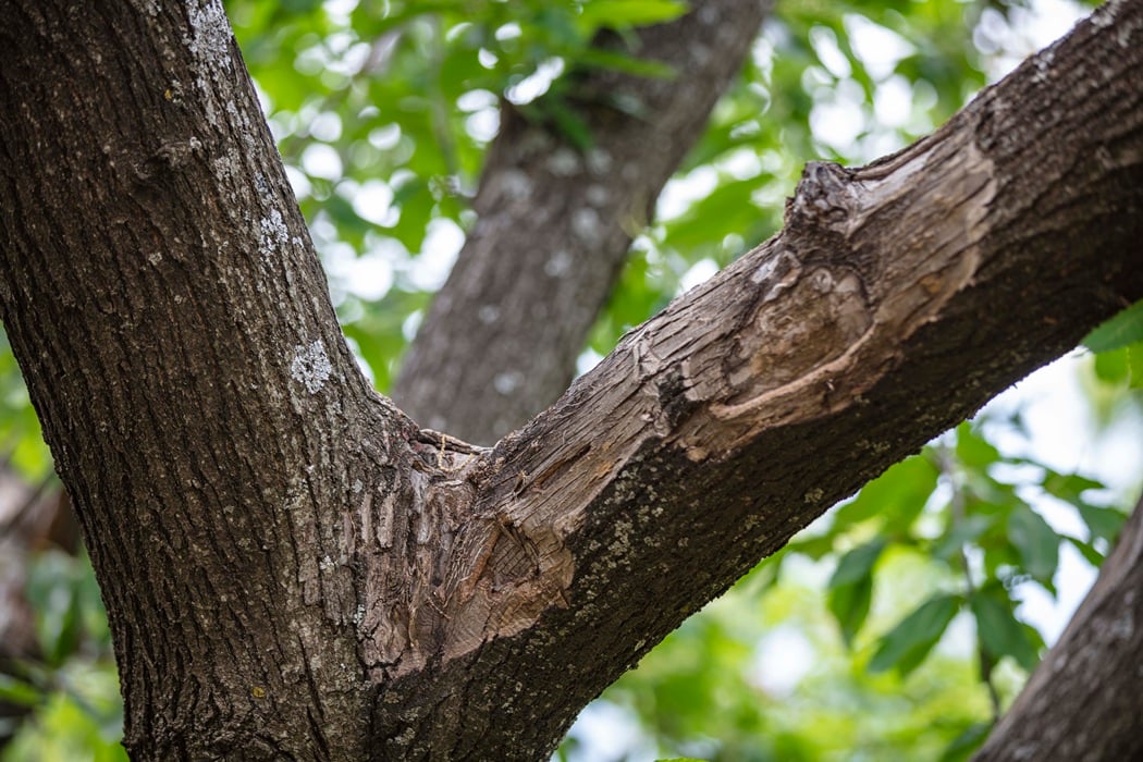 Close-up of a mature tree showing early signs of stress that can attract harmful insects and tree pests