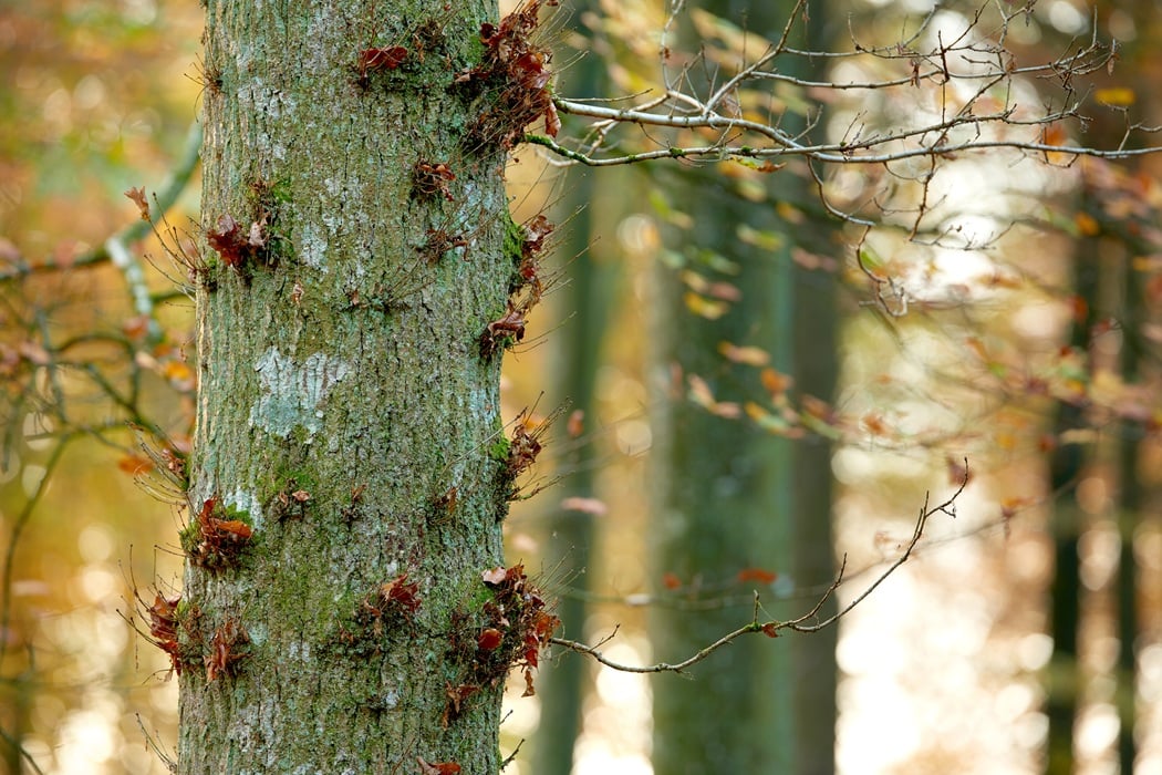 stressed tree for signs of insect damage and pest infestation in Montclair, NJ.