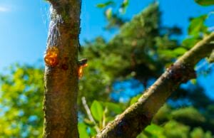 tree health to prevent stress-related pest infestations for a property in Montclair, NJ