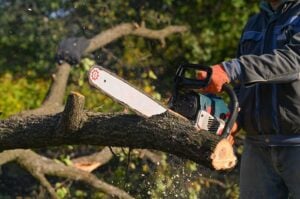 Tree removal crew safely removing a large tree from a residential property in Montclair, NJ