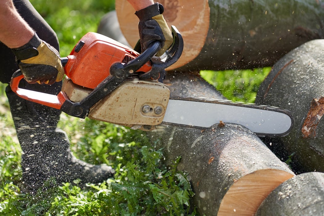 Professional arborists performing tree removal services in Montclair, New Jersey
