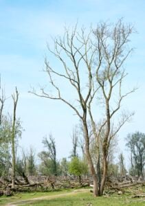 Professional storm damage tree removal service protecting property in Montclair, New Jersey