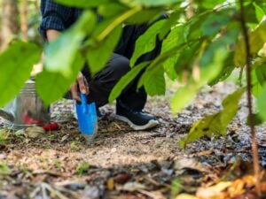 Arborist assessing soil and nutrient needs for mature trees in Montclair, NJ