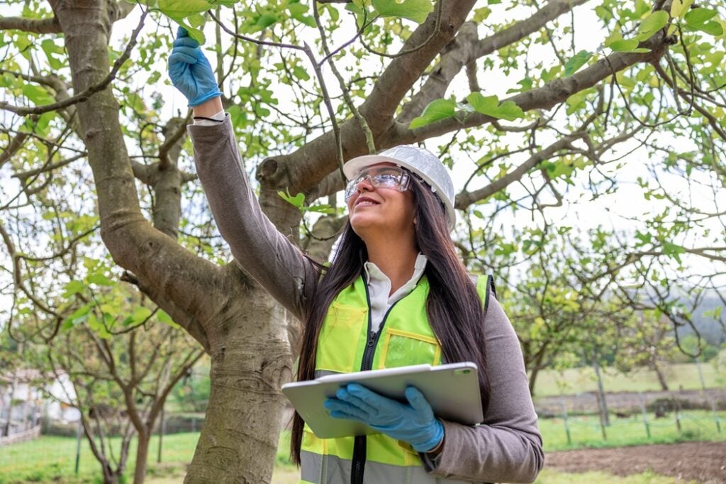 Healthy mature tree receiving professional nutrient management in a Montclair, New Jersey landscape