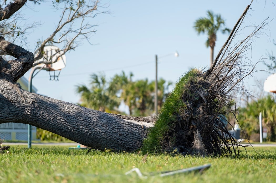 Storm-damaged tree requiring emergency removal in Montclair, NJ