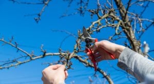Local arborists pruning trees for homeowners in Montclair NJ