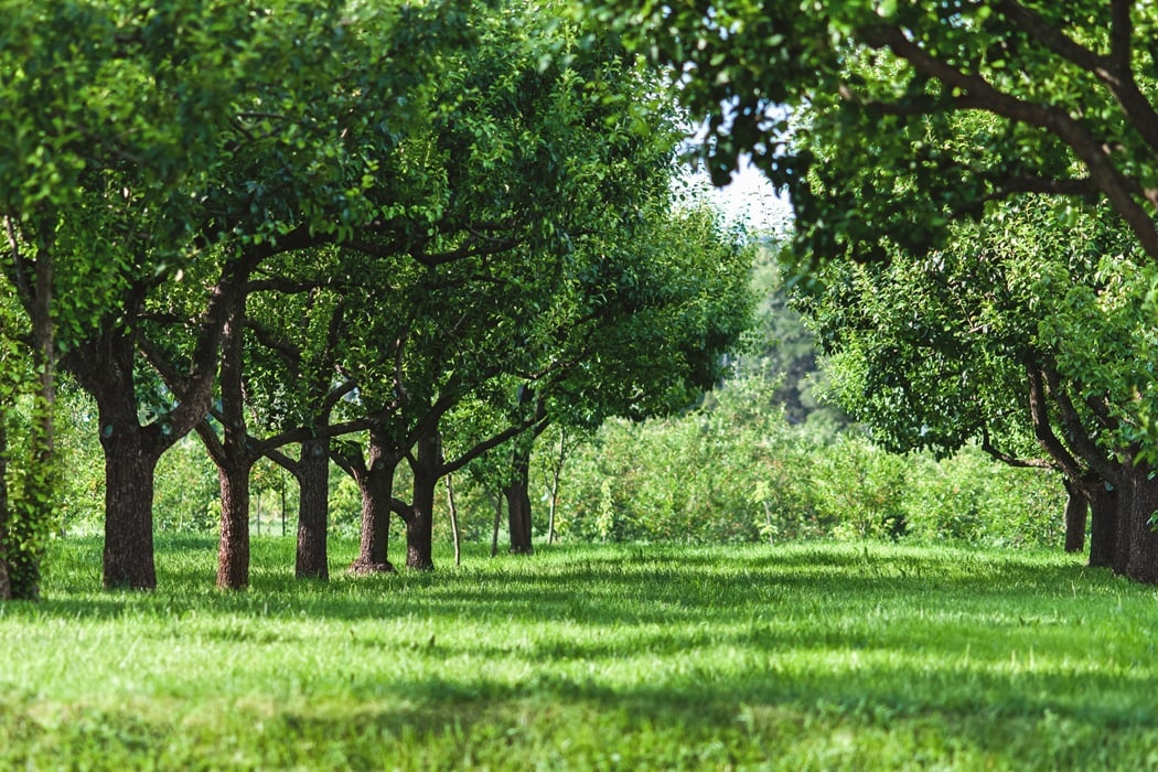 Professional arborist providing nutrient care for a mature tree in Montclair, NJ
