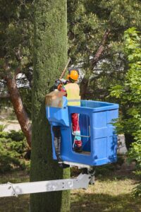 Crane-assisted large tree removal and maintenance in Montclair, New Jersey